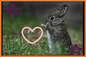 Cute Rabbit Photo Editor related image