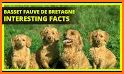 Basset Fauve de Bretagne related image