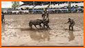 Wild Horse Racing related image