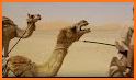 Desert Camel Launcher Theme related image