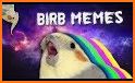 Derpy Bird related image