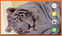 Tiger Live Wallpaper related image