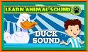 Duck Sound and other Animal Sounds related image