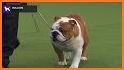 The Bulldog Show related image