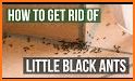 Ant Control related image