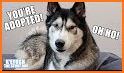 Talking Husky Dog related image