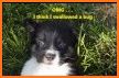 Colorado Puppy Rescue related image