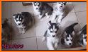 Cool Siberian Husky Cute Dogs Malamut Wallpapers related image