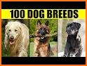 Dog Breeds related image