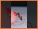 Ant Colony 3D: The Anthill Simulator Idle Games related image