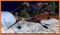 Sea Dragon related image