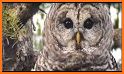 Barred Owl related image