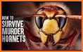 Epic Murder Hornet Tips related image