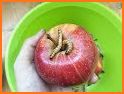 Apple Worm related image