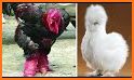 Chicken breeding related image