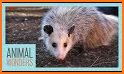 Mitzi Opossum Emoji's related image