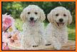 Puzzle - Puppies related image