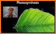 Photosynthesis related image