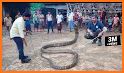 Snake Video: Made In India related image