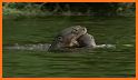 Otter on His Own related image