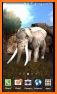 3D Elephant & animal Live Wallpaper for Free related image