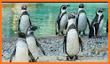 Penguin Waddle related image