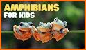 EcoGuide: Russian Amphibians related image