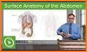 Abdomen and Thorax Lectures related image