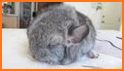 Chinchilla Sounds related image