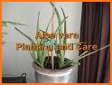 Care for Your Aloe Vera Plant related image