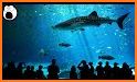 Amazing Aquariums In HD related image