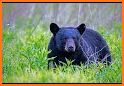 Black Bear Safe related image