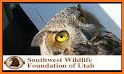 Horned Owl Rescue related image