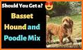 Bassetoodle related image