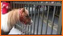 Pixie the Pony - My Mini Horse related image