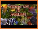 Angel Fish related image