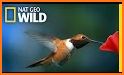 The Hummingbird related image