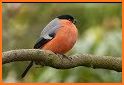 birds ringtones, birds sound related image