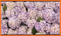 Flower Wallpaper Hydrangeas and Frogs Theme related image