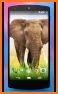 3D Elephant & animal Live Wallpaper for Free related image