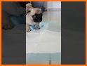 Pug Pad related image