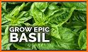 Basil related image