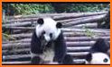 Panda sneeze camera related image