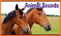 Animals Sounds (3D) related image