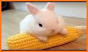 Rabbit related image