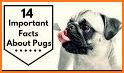 Pug Dog related image