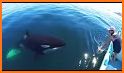 ORCA related image