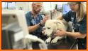 PET DOCTOR HOSPITAL: ANIMAL SURGERY HOSPITAL related image