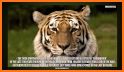 Wild Tiger Parallax related image