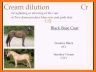 Horse Coat Colors Quiz related image